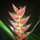 Heliconia wagneriana Petersen的圖片