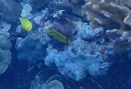 Image of Yellow Butterflyfish