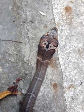 Image of Chinese Cobra