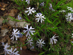 Imagem de Phlox bifida Beck