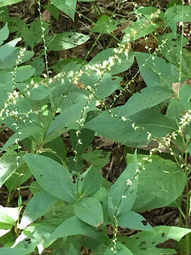 Image de Persicaria virginiana (L.) Gaertner