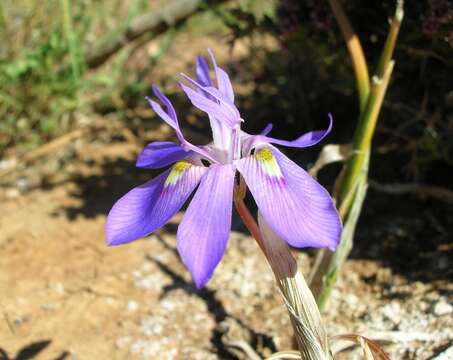 Image of Moraea pritzeliana Diels