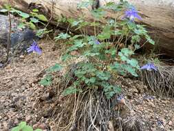 Image of Rocky Mountain blue columbine