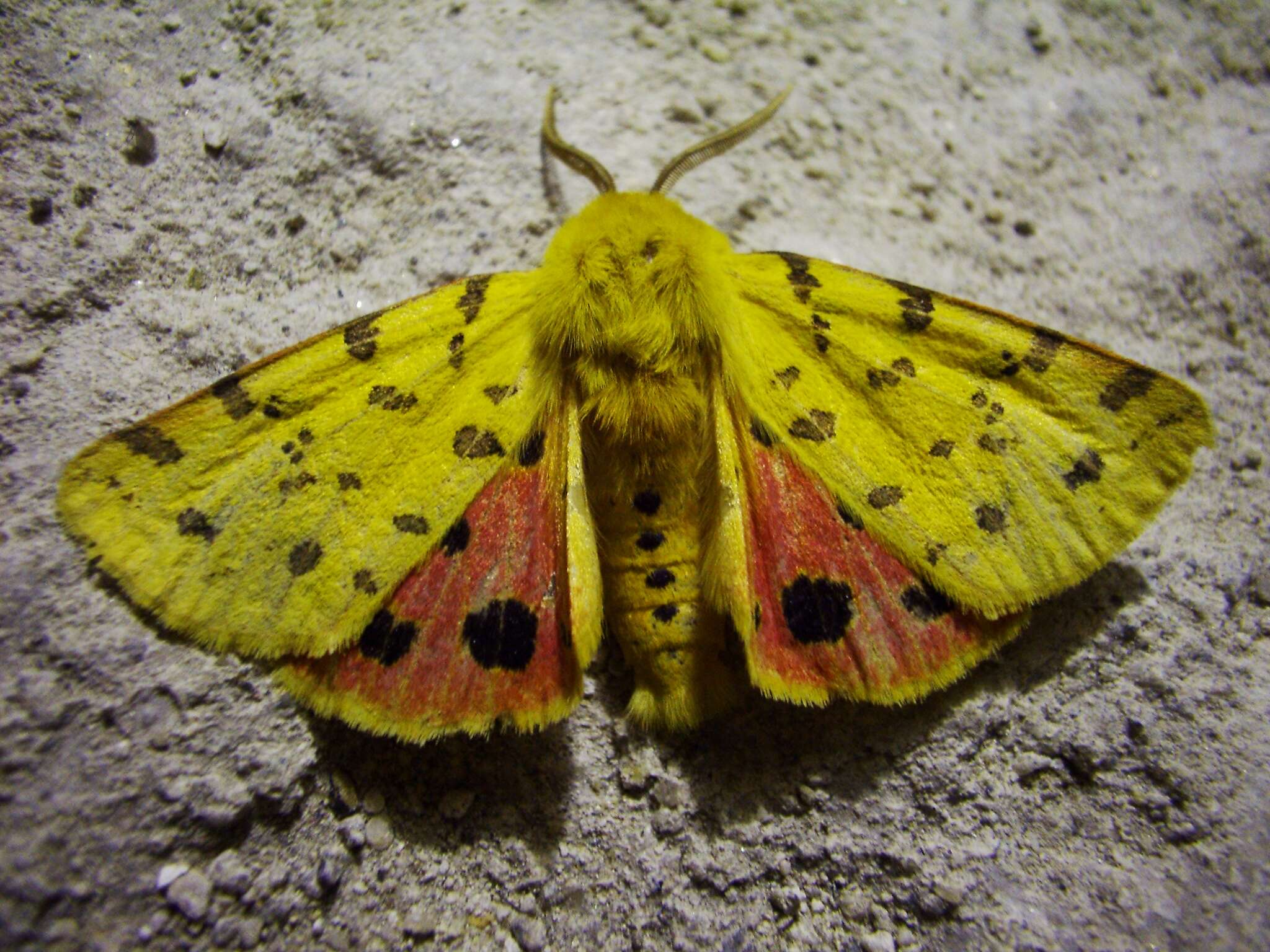 Image de Rhyparia purpurata