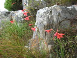 Imagem de Gladiolus priorii (N. E. Br.) Goldblatt & M. P. de Vos