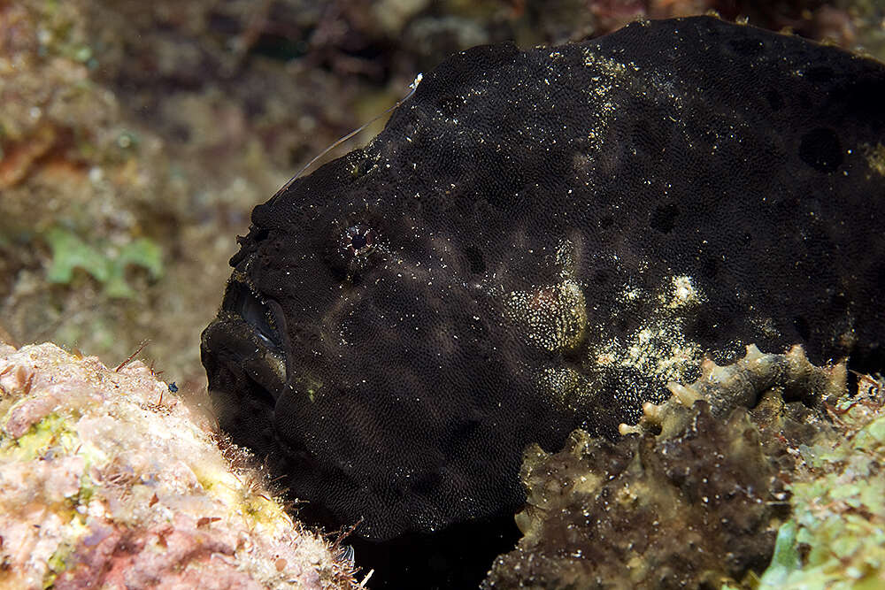 Image of Flagpole Frogfish