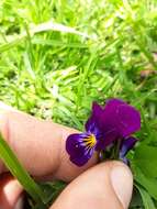 Image of hybrid violet