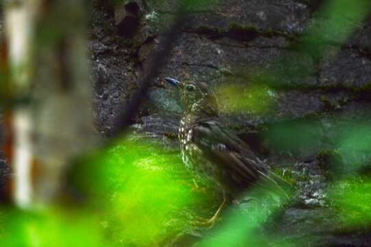 Image of Siberian Thrush