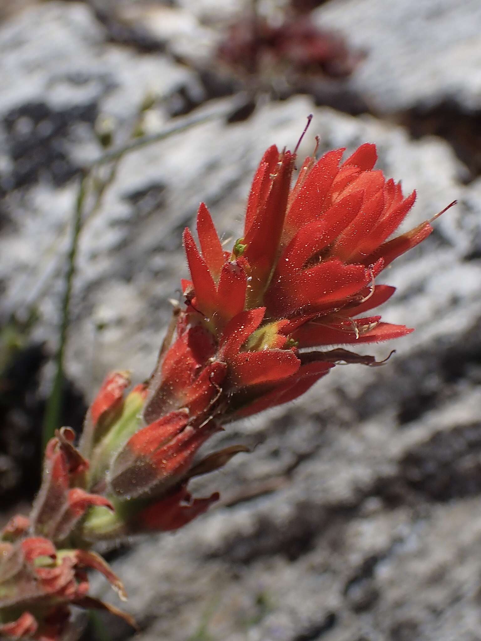 Image of short-lobe Indian paintbrush