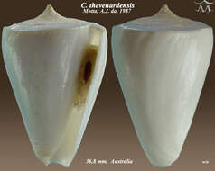 Image of Conus thevenardensis da Motta 1987