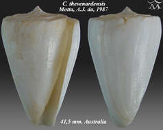 Image of Conus thevenardensis da Motta 1987