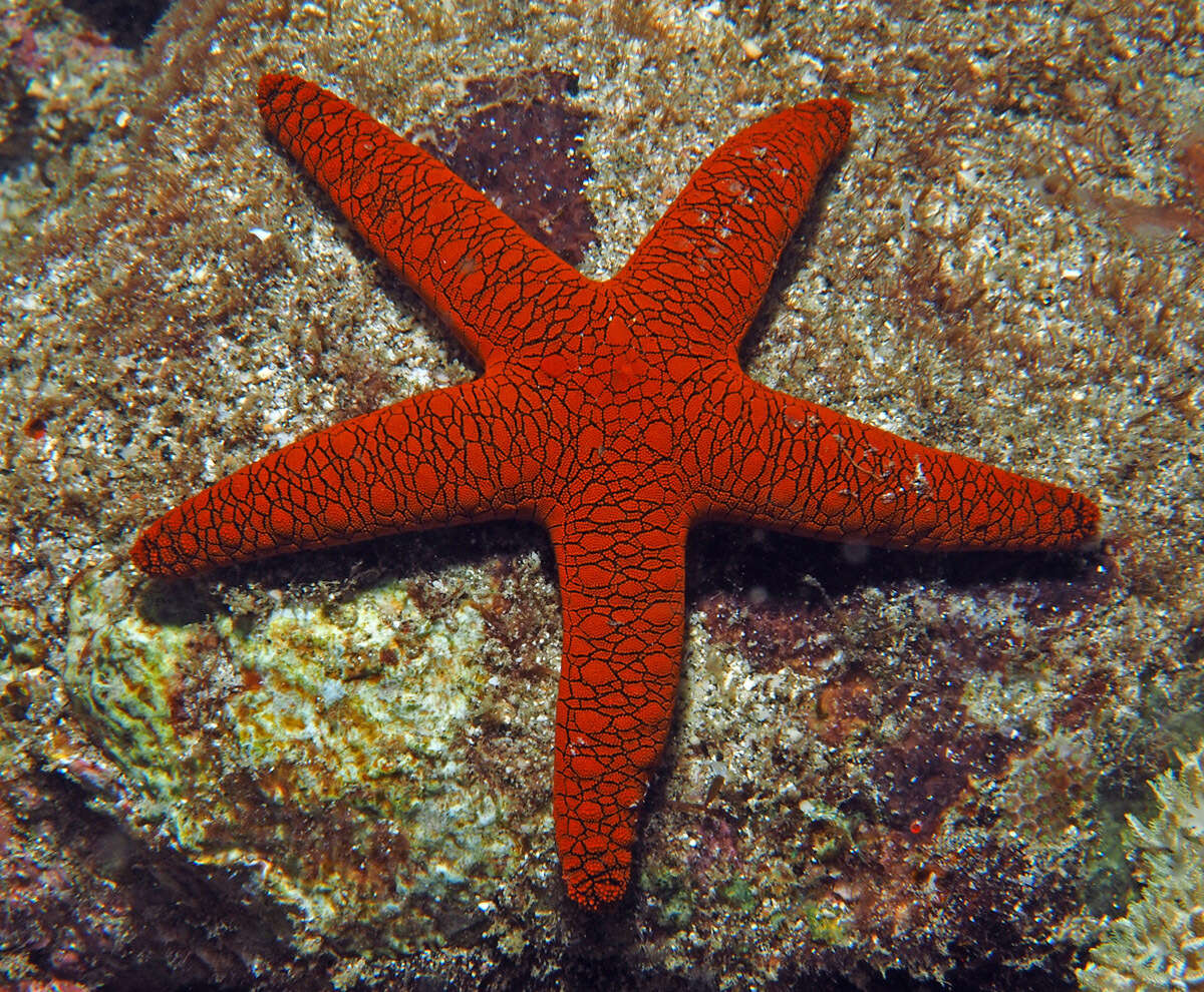 Image of Orange spotted purple sea star