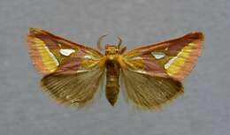 Image of gold moths