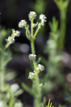 Image of Tejon cryptantha