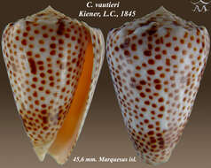 Image of Conus vautieri Kiener 1847