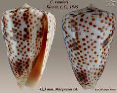 Image of Conus vautieri Kiener 1847