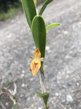 Image de Epidendreae