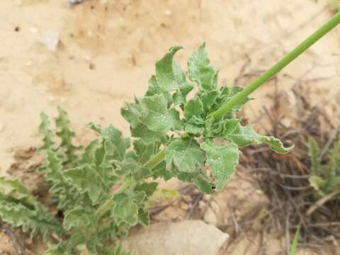 Oenothera calcicola (P. H. Raven & D. P. Greg.) W. L. Wagner & Hoch resmi