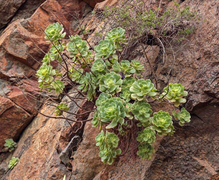 Image of Aeonium castello-paivae C. Bolle