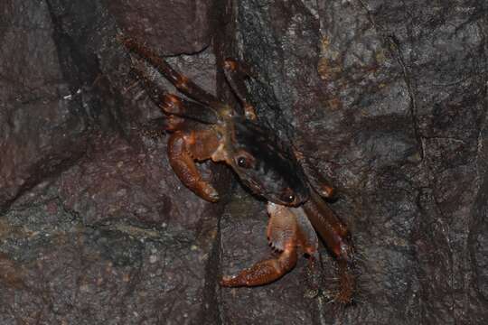 Image of variegate shore crab