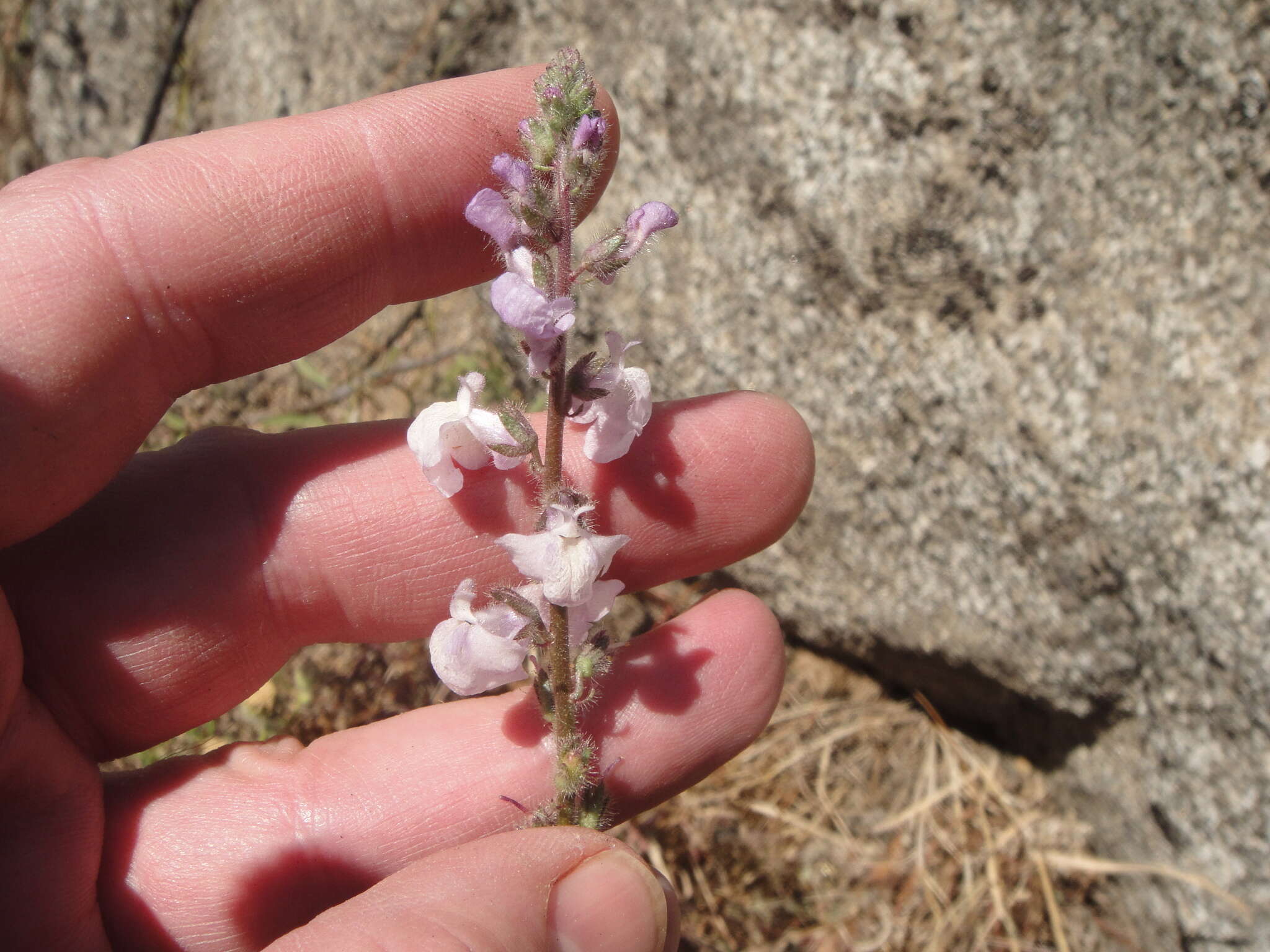 Image of Coulter's snapdragon