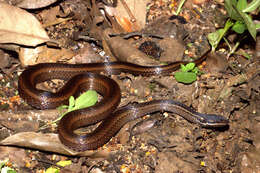 Image of Andresen's Snake