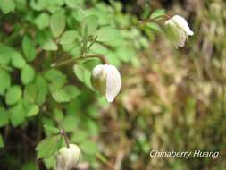 Image of Thalictrum rubescens Ohwi