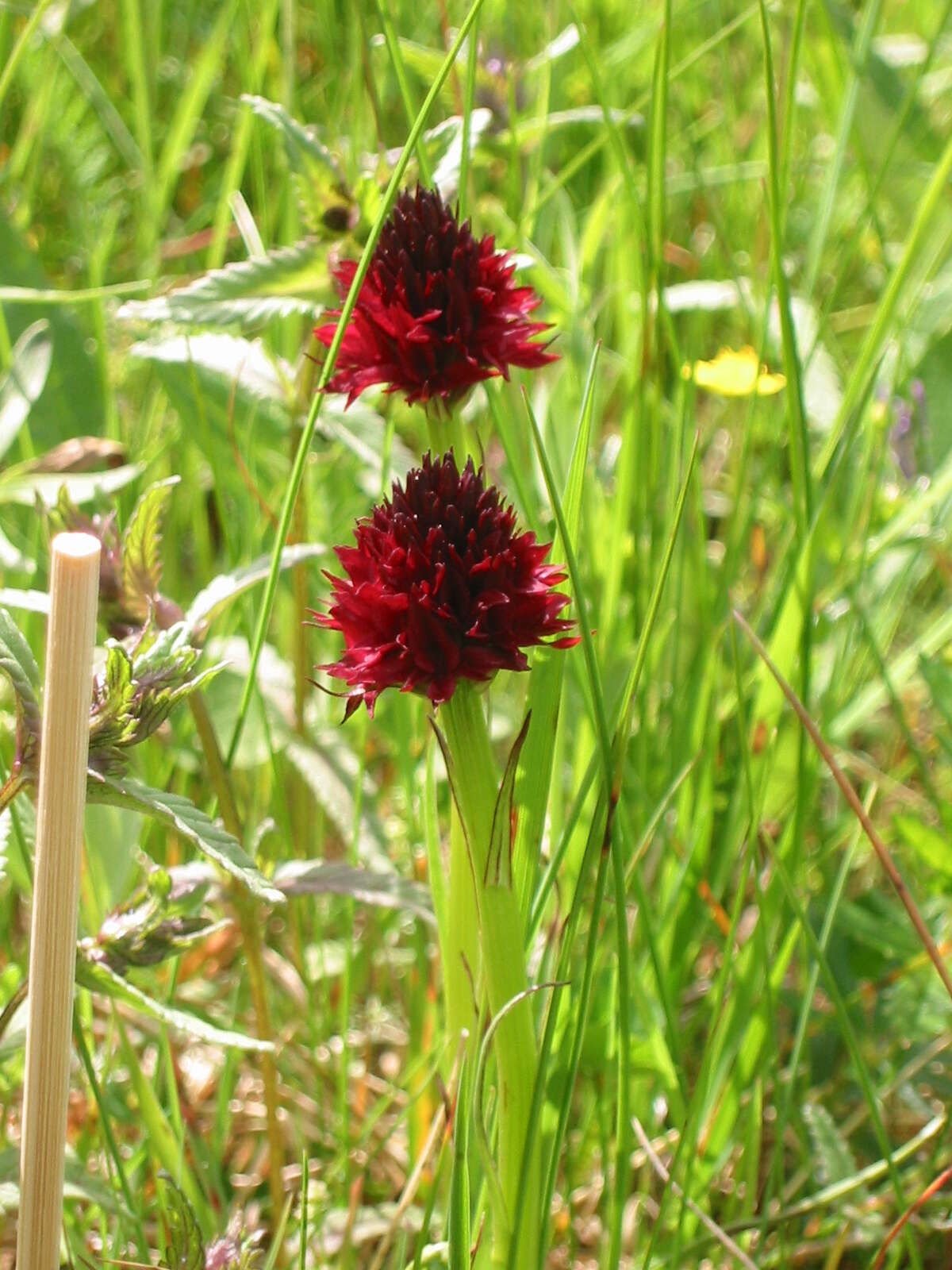 Gymnadenia nigra (L.) Rchb. fil.的圖片