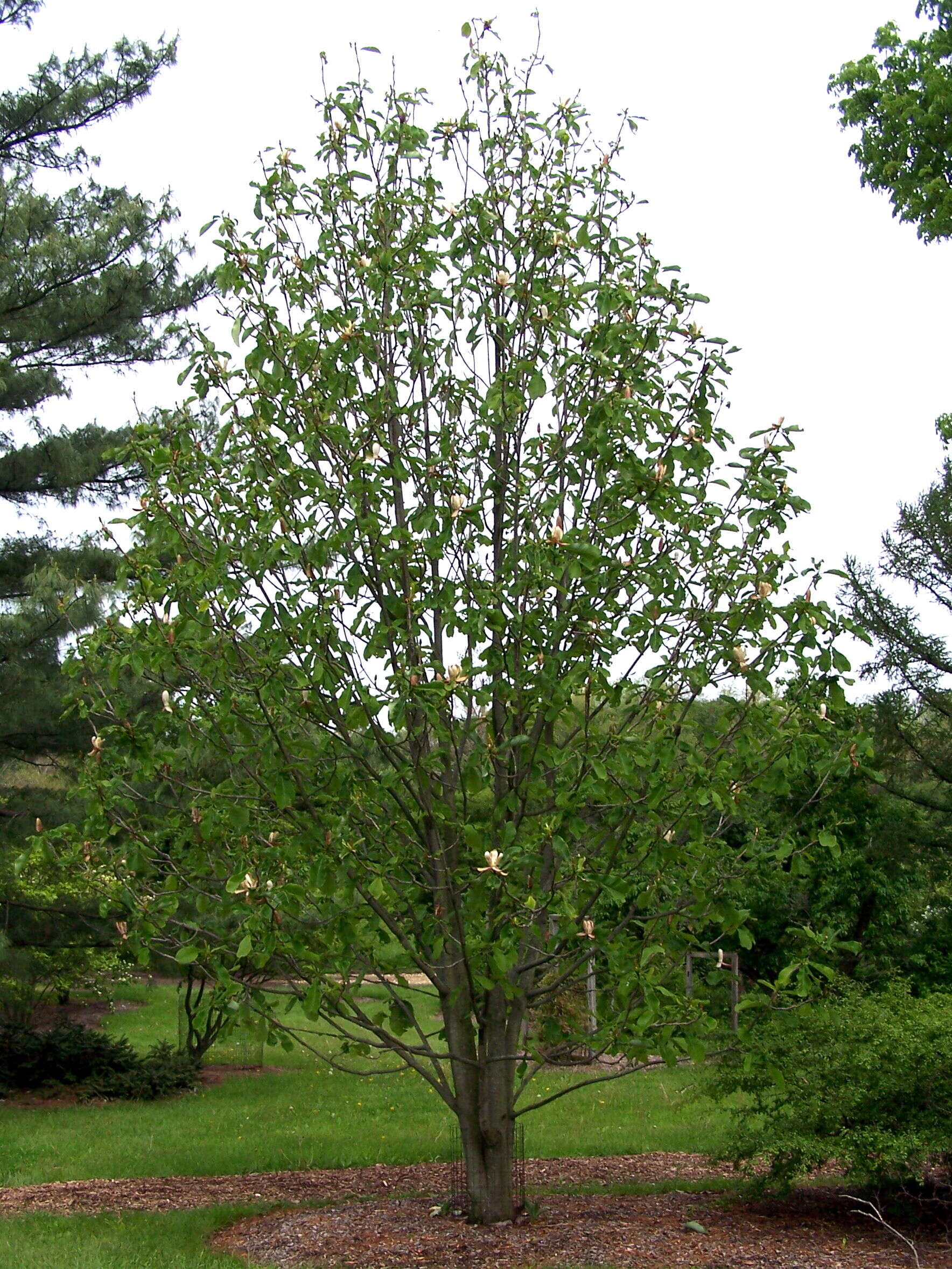Image of Houpu Magnolia