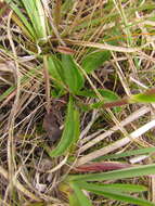 Image of Noticastrum decumbens (Baker) Cuatrec.