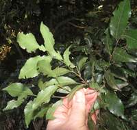 Image of Rinorea angustifolia subsp. natalensis (Engl.) Grey-Wilson