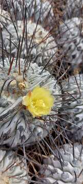 Image of Copiapoa dealbata F. Ritter