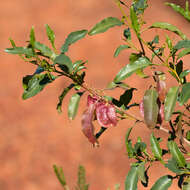 Image of Dodonaea petiolaris F. Müll.