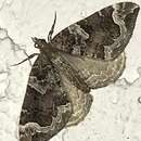 Image of Northwestern Phoenix Moth