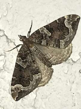 Image of Northwestern Phoenix Moth