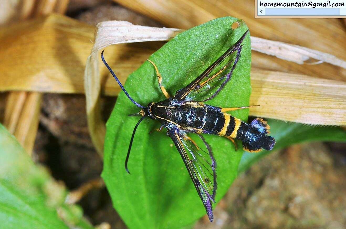 Image of Synanthedon bicingulata Staudinger 1887