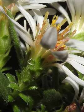 صورة Symphyotrichum ericoides var. pansum (S. F. Blake) G. L. Nesom