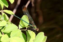 Image of Superb Jewelwing