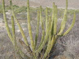 Image of Organ Pipe Cactus