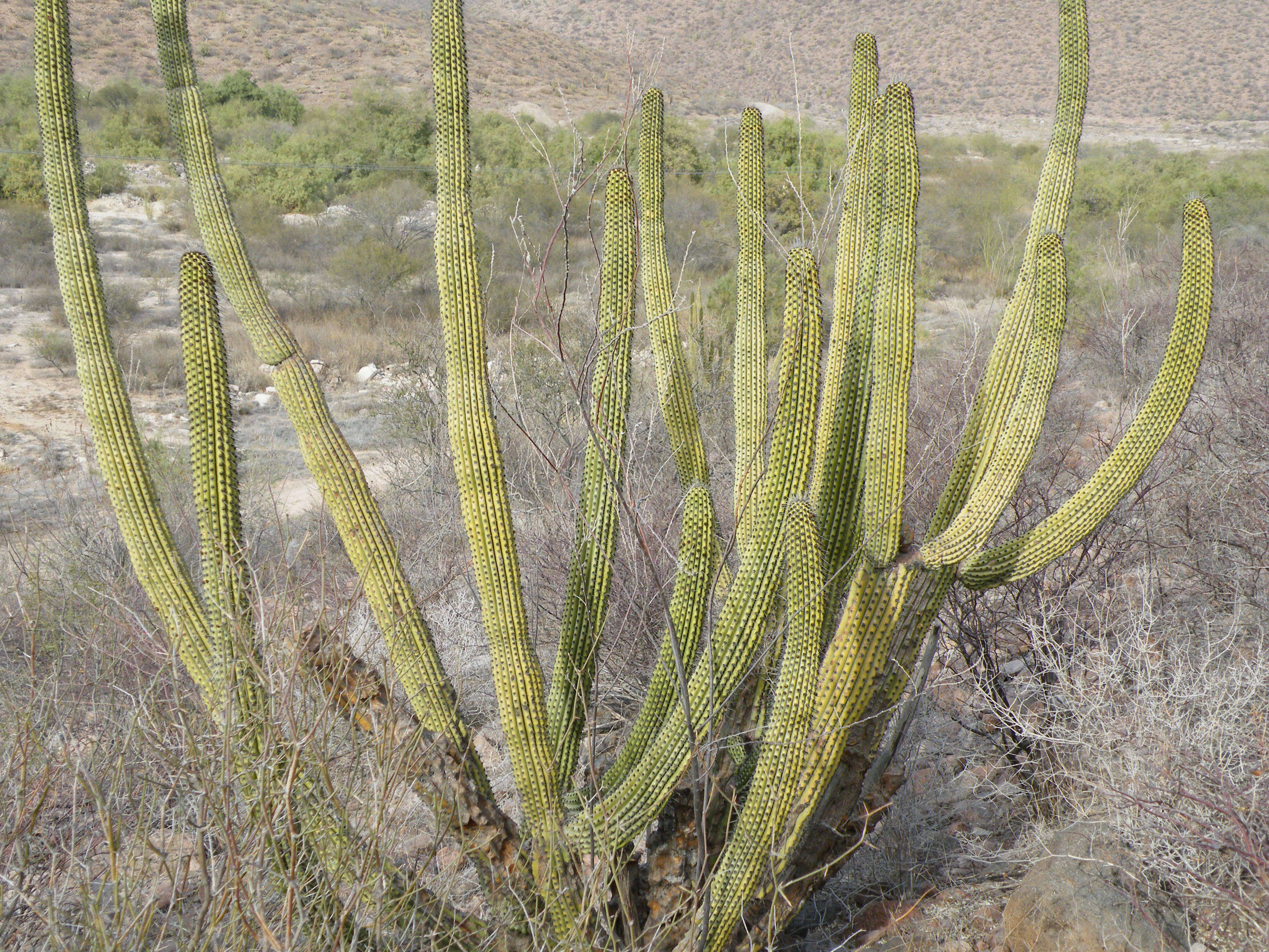 Image of Organ Pipe Cactus