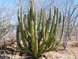 Image of Organ Pipe Cactus