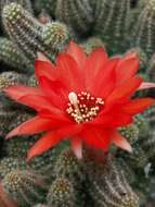 Echinopsis tubiflora resmi