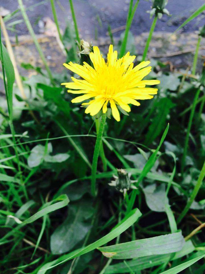 Image of Common Dandelion