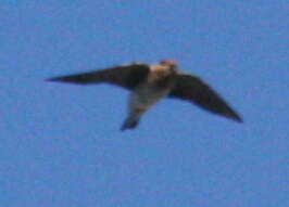 Image of Cave Swallow