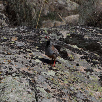 Image of Red-legged Partridge