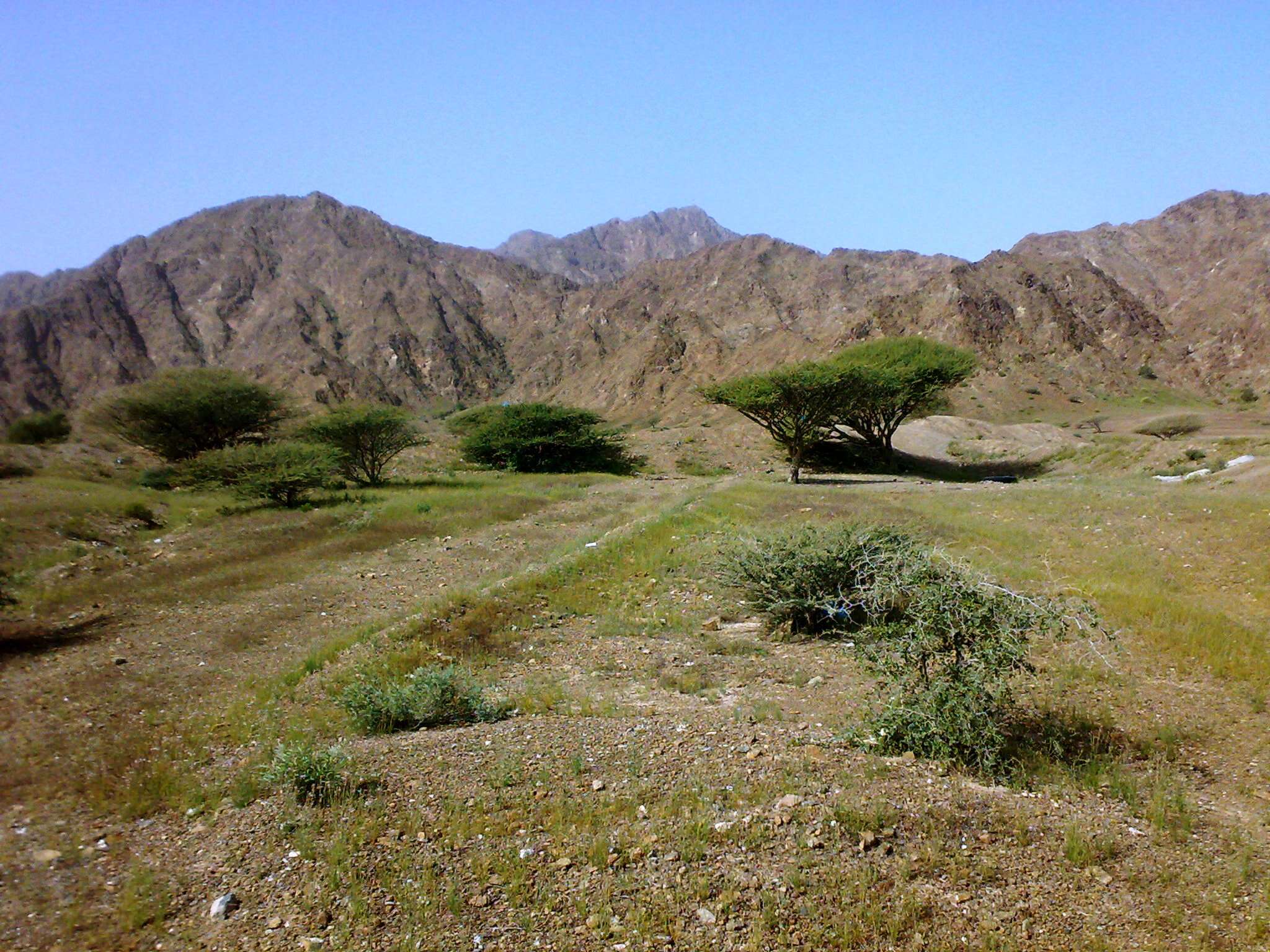 Imagem de Vachellia tortilis (Forssk.) Galasso & Banfi