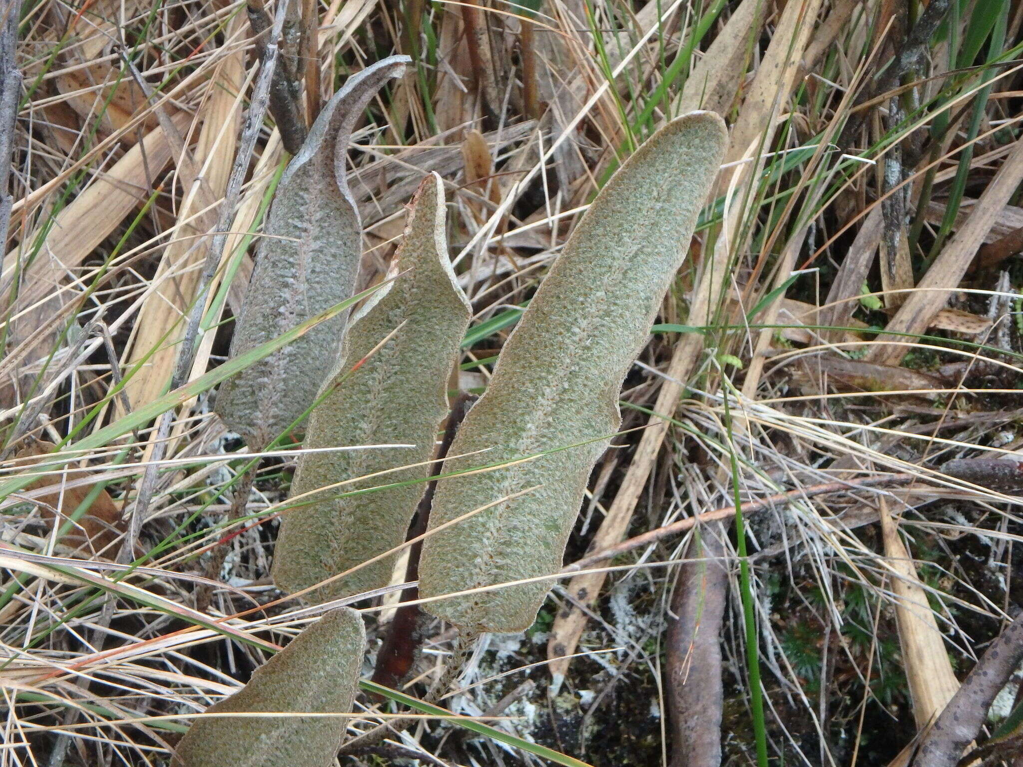 Sivun Elaphoglossum engelii (H. Karst.) H. Christ kuva