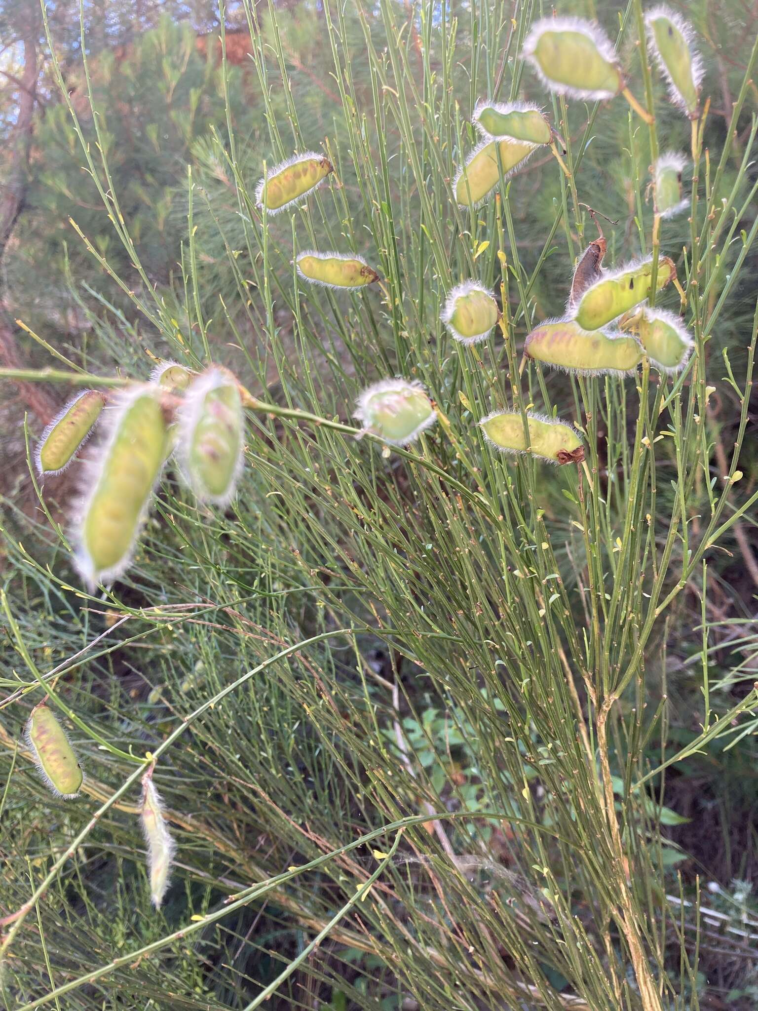 Image of <i>Cytisus scoparius</i> subsp. <i>reverchonii</i>