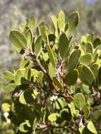 Image of manzanita