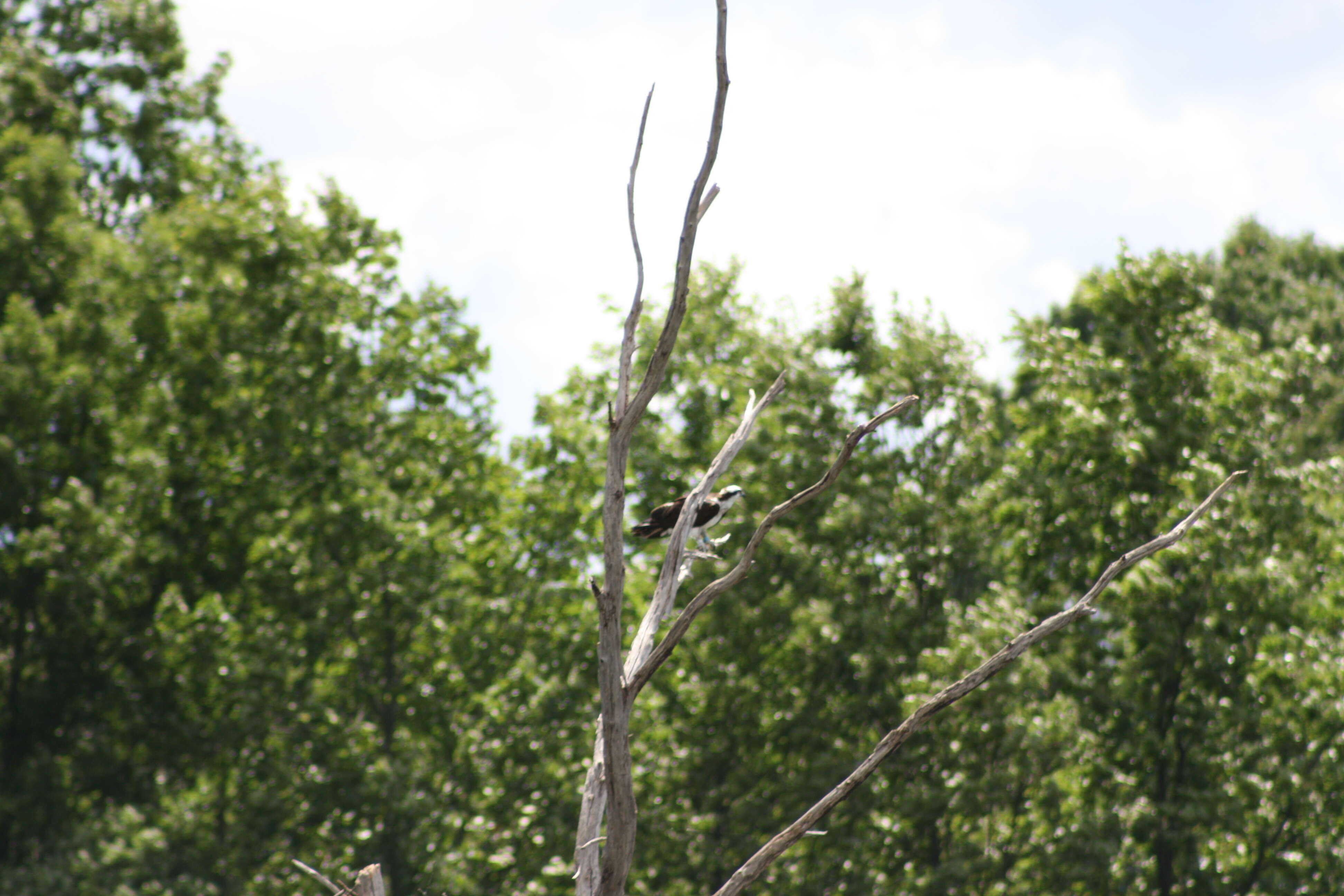 Image of ospreys